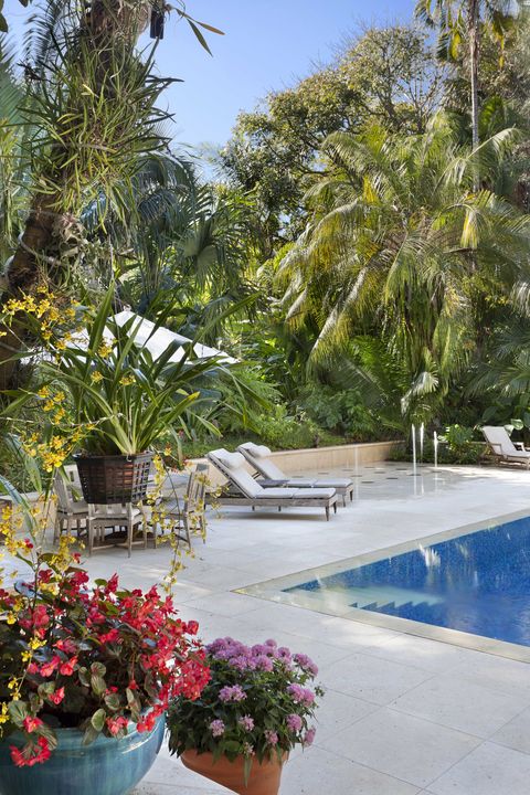 Flowerpot, Plant, Flower, Shrub, Swimming pool, Garden, Petal, Water feature, Houseplant, Resort, 