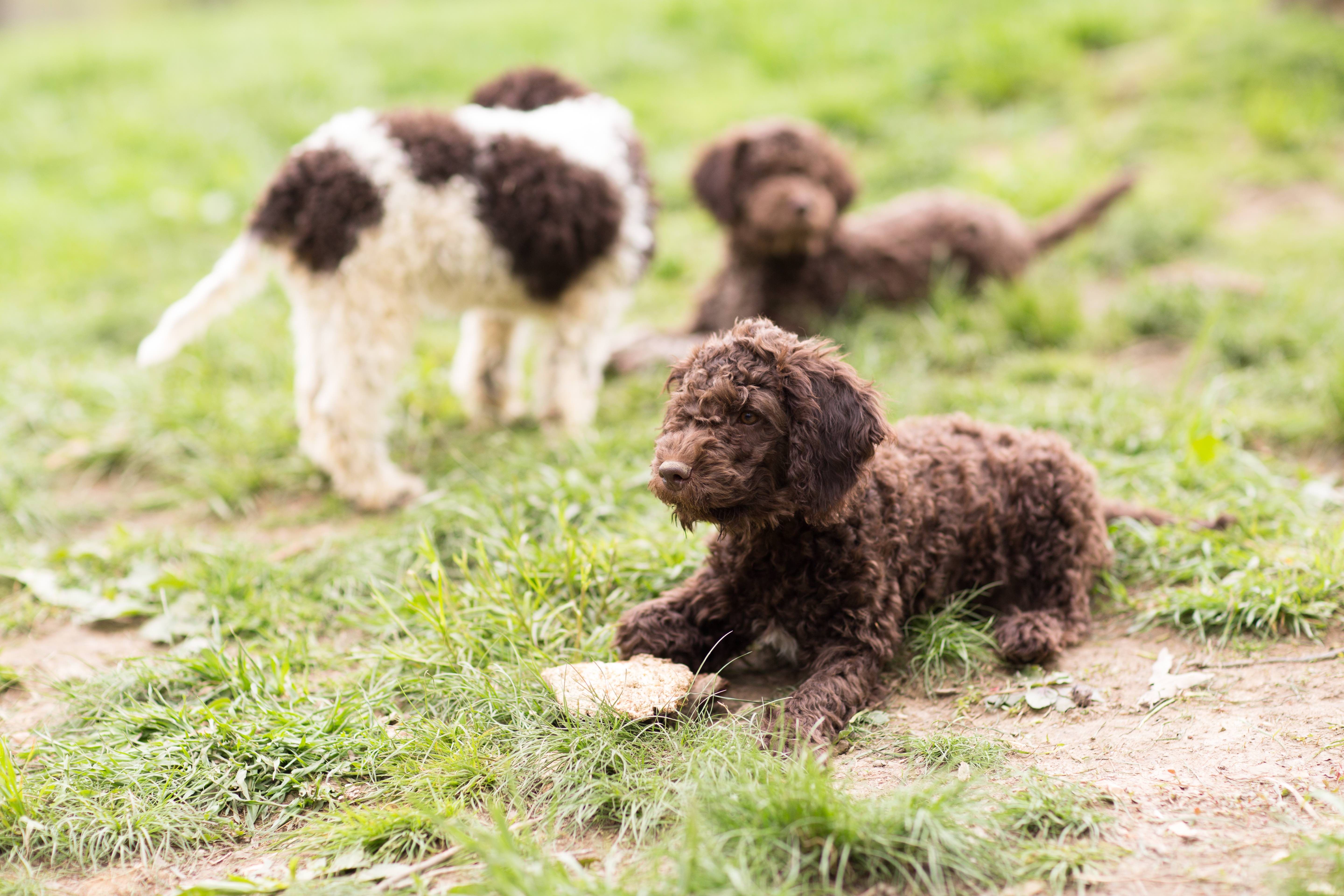 farm dog puppies for sale