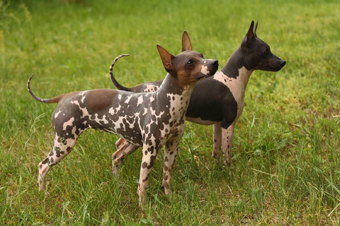 Pumi, American Hairless Terrier, And Sloughi Dogs - New Breeds At The ...