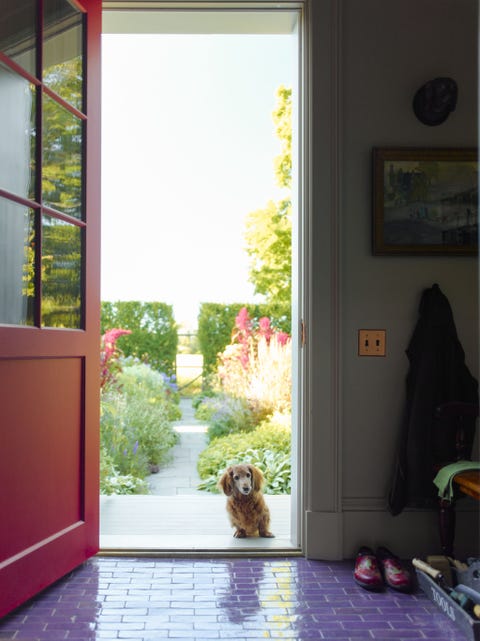 Dog breed, Dog, Carnivore, House, Sporting Group, Fixture, Purple, Home, Liver, Toy dog, Dog breed, Dog, Carnivore, House, Sporting Group, Fixture, Purple, Home, Liver, Toy dog,