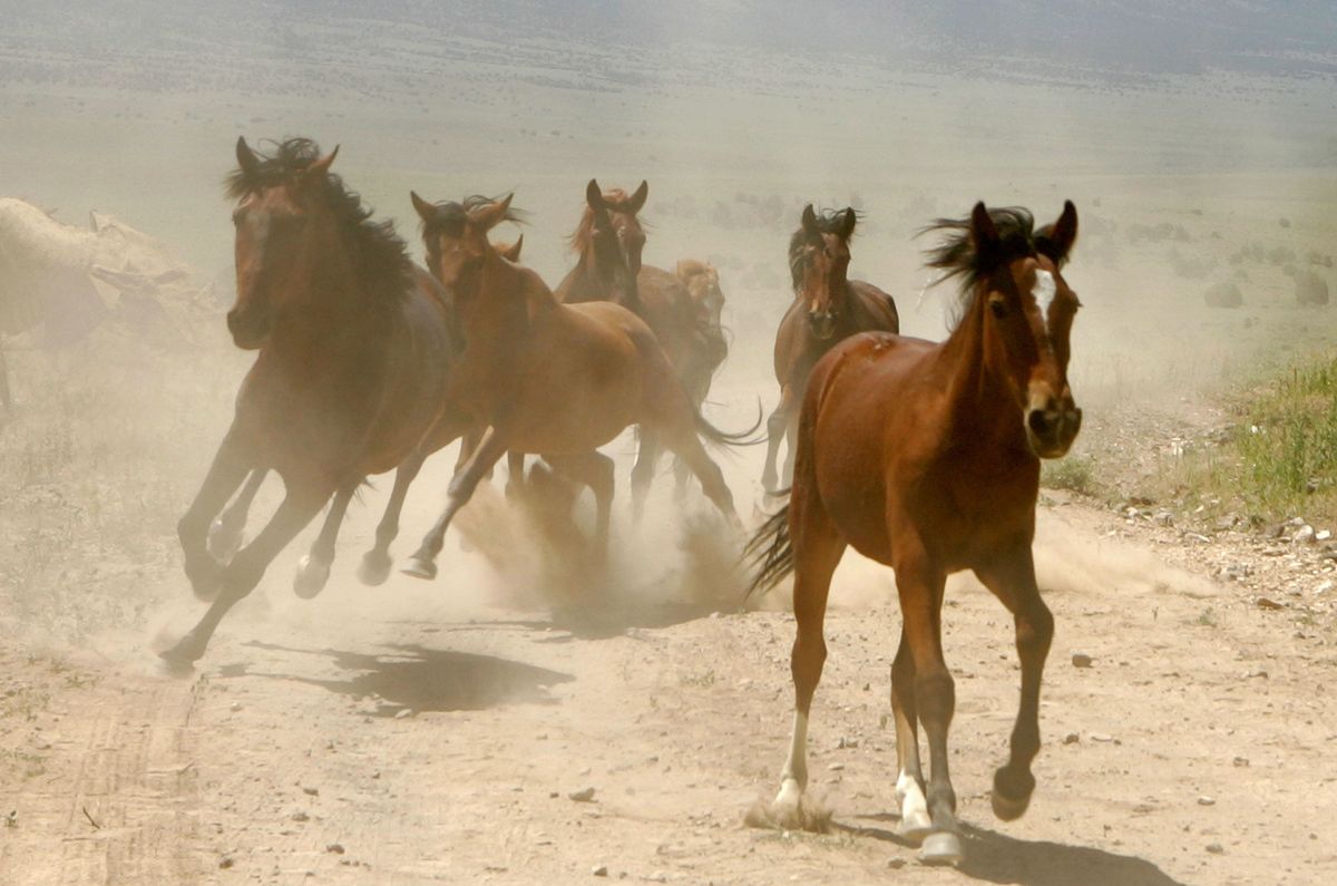 Horse, Working animal, Sorrel, Ecoregion, Mane, Liver, Stallion, Mustang horse, Herd, Livestock, 