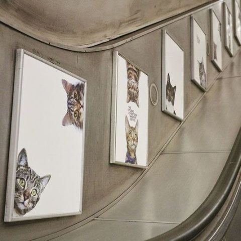 London 2025 underground cats