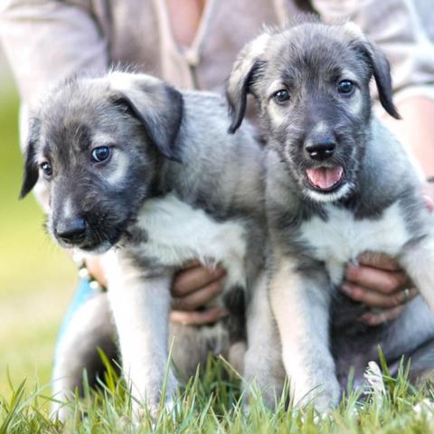 is there such thing as identical twin dogs