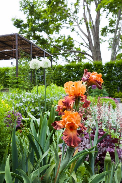 Plant, Petal, Flower, Garden, Flowering plant, Botany, Terrestrial plant, Shrub, Spring, Plant stem, Plant, Petal, Flower, Garden, Flowering plant, Botany, Terrestrial plant, Shrub, Spring, Plant stem,