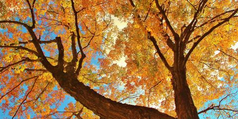 Nature, Branch, Deciduous, Yellow, Twig, Leaf, Orange, Tree, Colorfulness, Amber, 