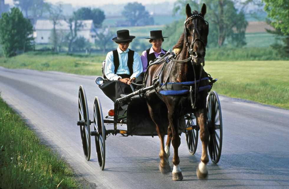 Mode of transport, Carriage, Bridle, Horse, Halter, Horse supplies, Rein, Working animal, Vertebrate, Horse tack, 