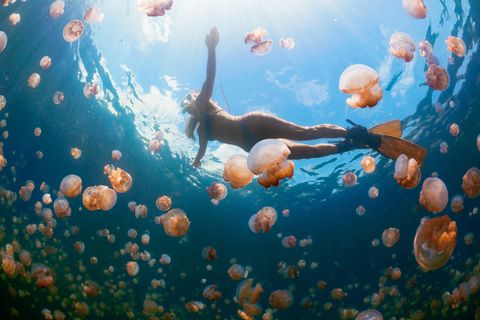 Underwater, Organism, Fluid, People in nature, Orange, World, Underwater diving, Aqua, Cnidaria, Freediving, 