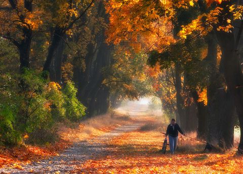 Deciduous, Nature, Leaf, Orange, Autumn, Amber, People in nature, Sunlight, Woody plant, Forest, 