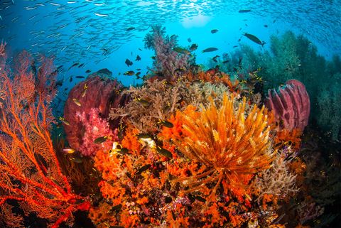 Organism, Underwater, Natural environment, Fluid, Coral, Orange, Coral reef, Marine biology, Stony coral, Aquatic plant, 