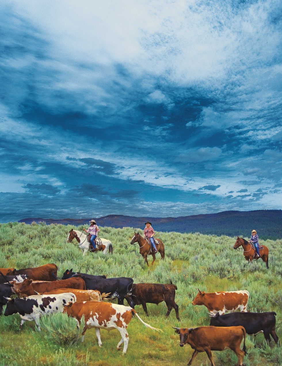 Bovine, Pasture, Grassland, Rural area, Ranch, People in nature, Herd, Working animal, Livestock, Meadow, 