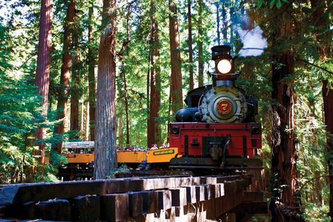Rolling stock, Locomotive, Woody plant, Railway, Train, Steam engine, Forest, Trunk, Woodland, Old-growth forest, 