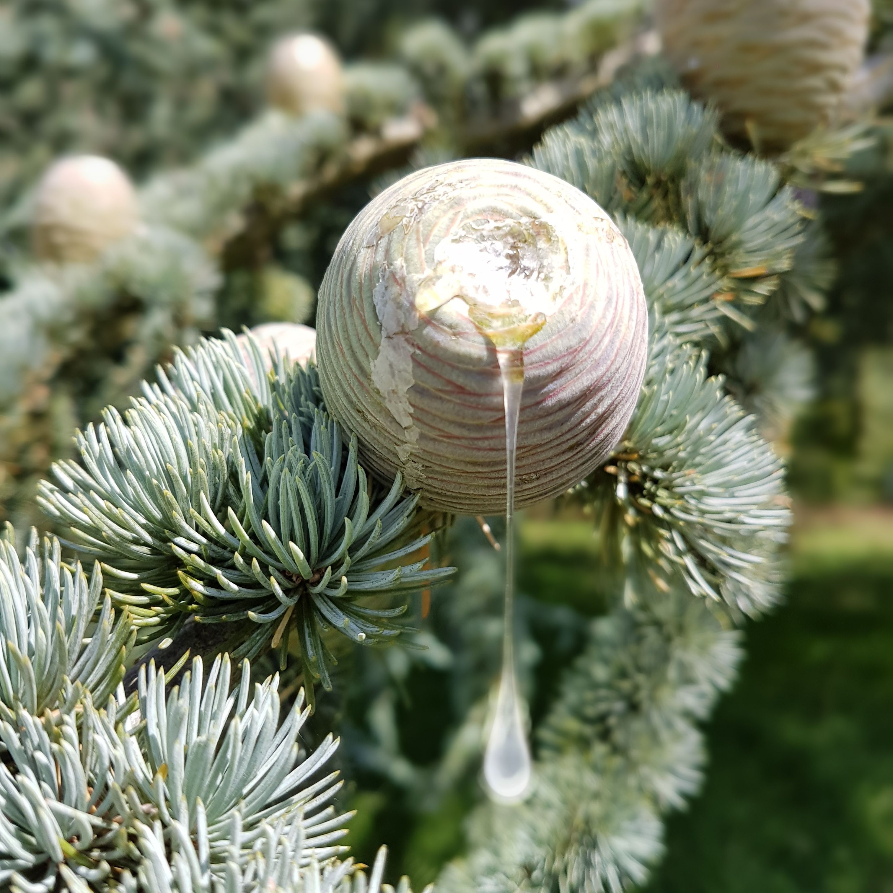 How To Remove Sap From A Car Easy Ways to Clean Christmas Tree