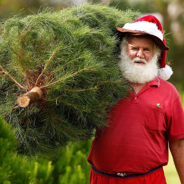 Tree, Plant, Conifer, Facial hair, Pine family, Fir, Beard, Christmas, Pine, 