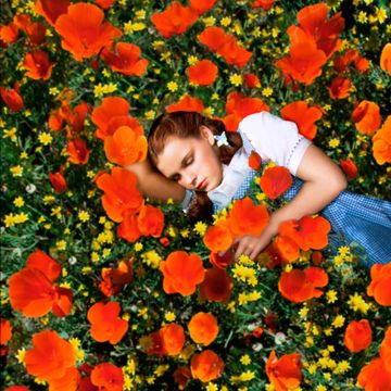 Petal, Plant, Flower, Orange, People in nature, T-shirt, Flowering plant, Wildflower, Coquelicot, Annual plant, 