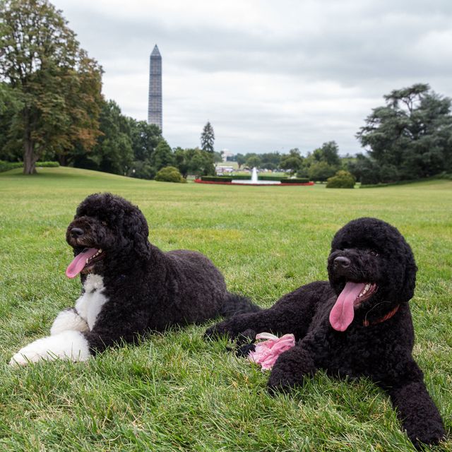 Grass, Carnivore, Dog, Dog breed, Tower, Sporting Group, Water dog, Companion dog, Spire, Standard Poodle, 
