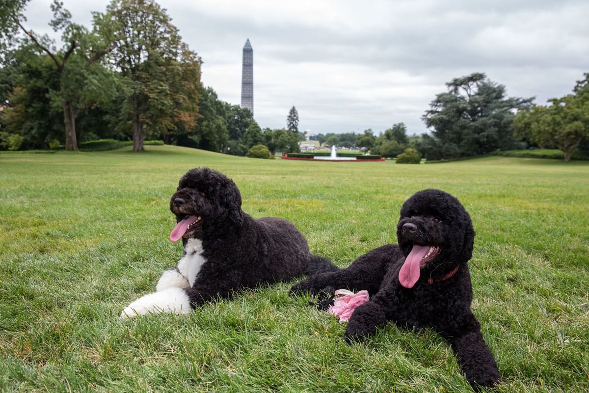 Grass, Carnivore, Dog, Dog breed, Tower, Sporting Group, Water dog, Companion dog, Spire, Standard Poodle, 