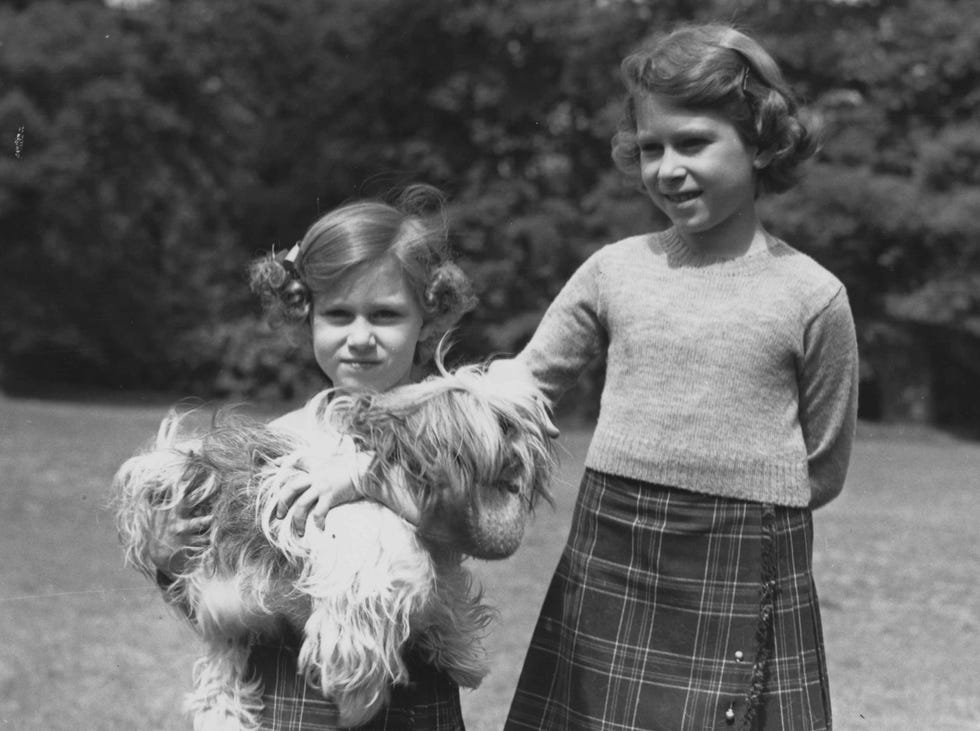 Carnivore, Dog, Plaid, Child, Tartan, Dog breed, Style, Toy dog, Fur, Toddler, 