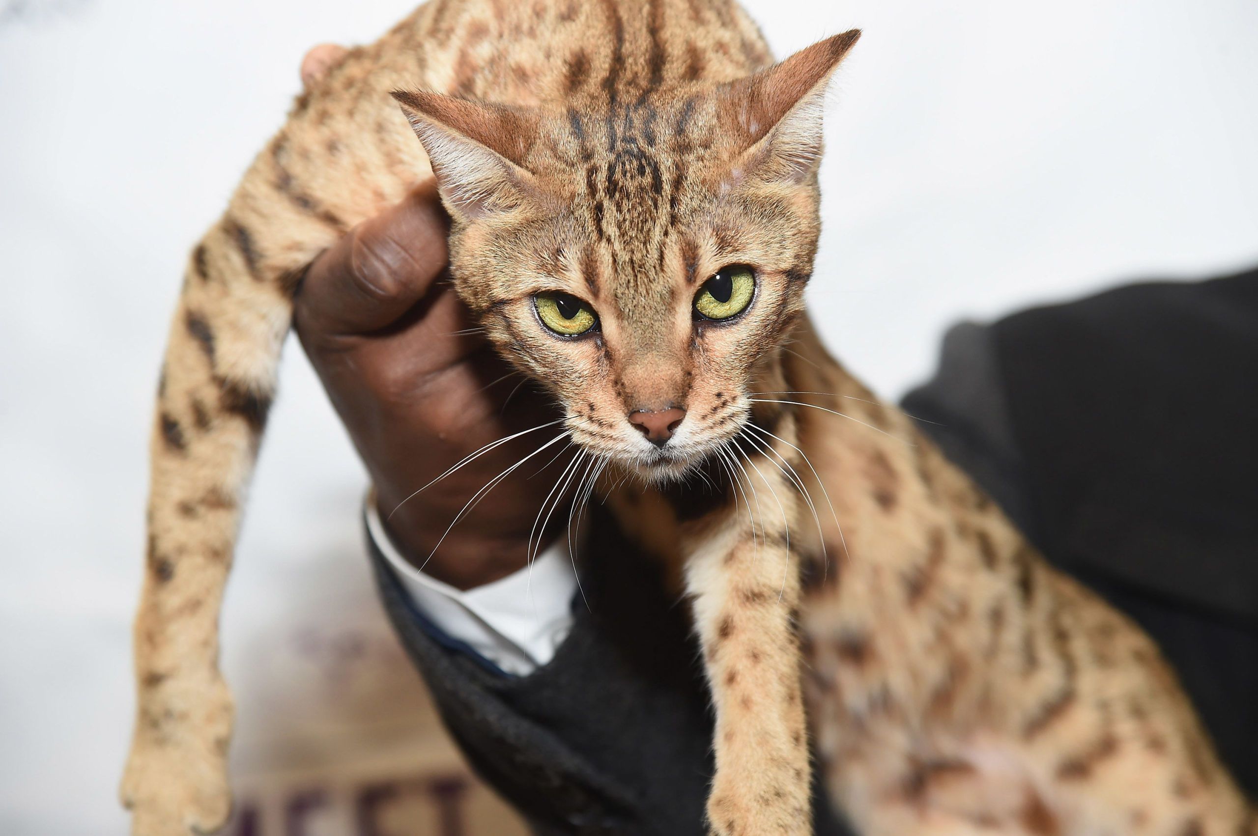 Kennel club hot sale bengal kittens