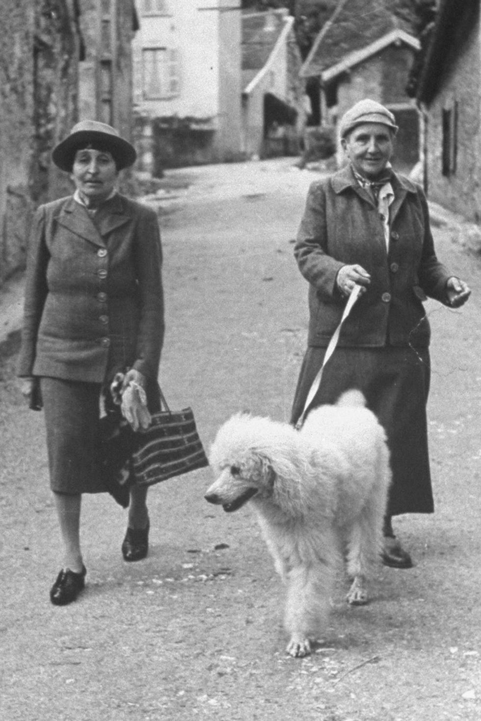 Vertebrate, Dog, Mammal, Canidae, Photograph, Snapshot, Carnivore, Dog breed, Kennel club, Ancient dog breeds, Vertebrate, Dog, Mammal, Canidae, Photograph, Snapshot, Carnivore, Dog breed, Kennel club, Ancient dog breeds,