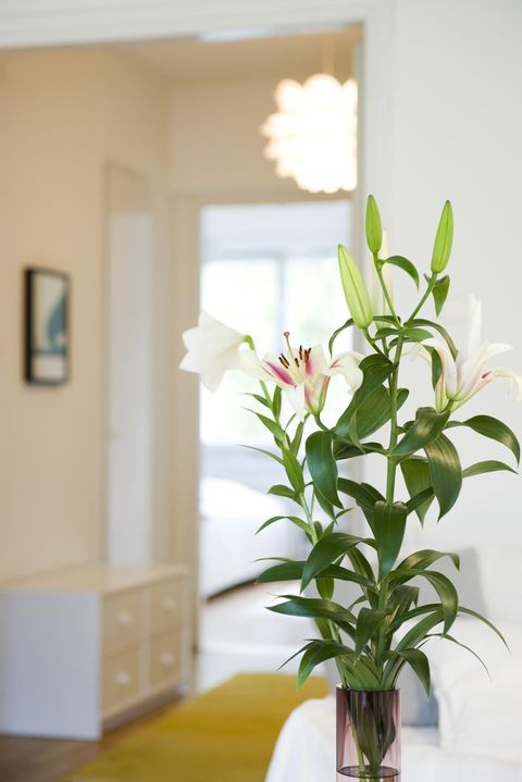 Room, Petal, Flower, White, Interior design, Wall, Flowerpot, Botany, Interior design, Plant stem, 
