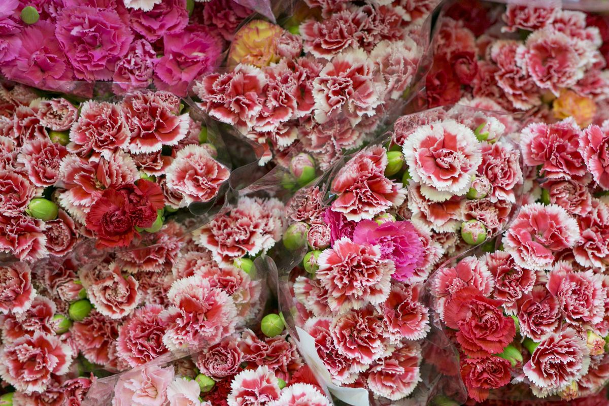 Red, Pink, Flower, Petal, Flowering plant, Floristry, Cut flowers, Artificial flower, Flower Arranging, Floral design, 