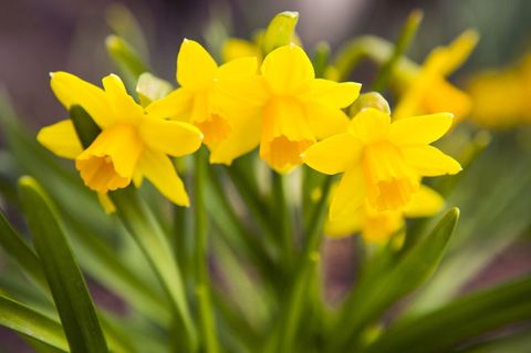 Flower, Flowering plant, Yellow, Plant, Petal, Narcissus, Botany, Spring, Amaryllis family, Terrestrial plant, 
