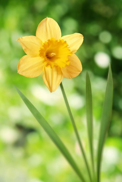 Flower, Flowering plant, Yellow, Petal, Narcissus, Plant, Botany, Spring, Grass, Wildflower, 