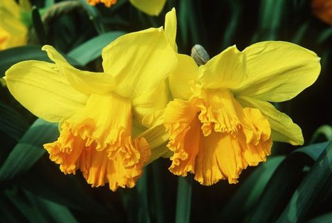 Yellow, Petal, Plant, Flower, Botany, Spring, Flowering plant, Plant stem, Narcissus, Perennial plant, 
