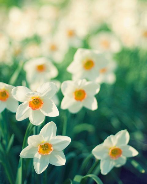 Petal, Plant, Flower, Flowering plant, Botany, Narcissus, Wildflower, Spring, Pedicel, Meadow, 
