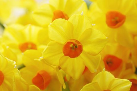Yellow, Flower, Petal, Close-up, Plant, Orange, Narcissus, Flowering plant, Spring, Wildflower, 