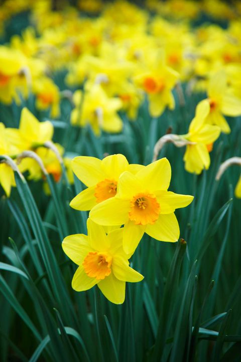 Petal, Yellow, Plant, Flower, Narcissus, Botany, Spring, Flowering plant, Wildflower, Meadow, 