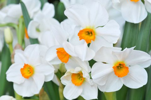 Flower, Flowering plant, Petal, White, Plant, Narcissus, paperwhite, Spring, Amaryllis family, Wildflower, 