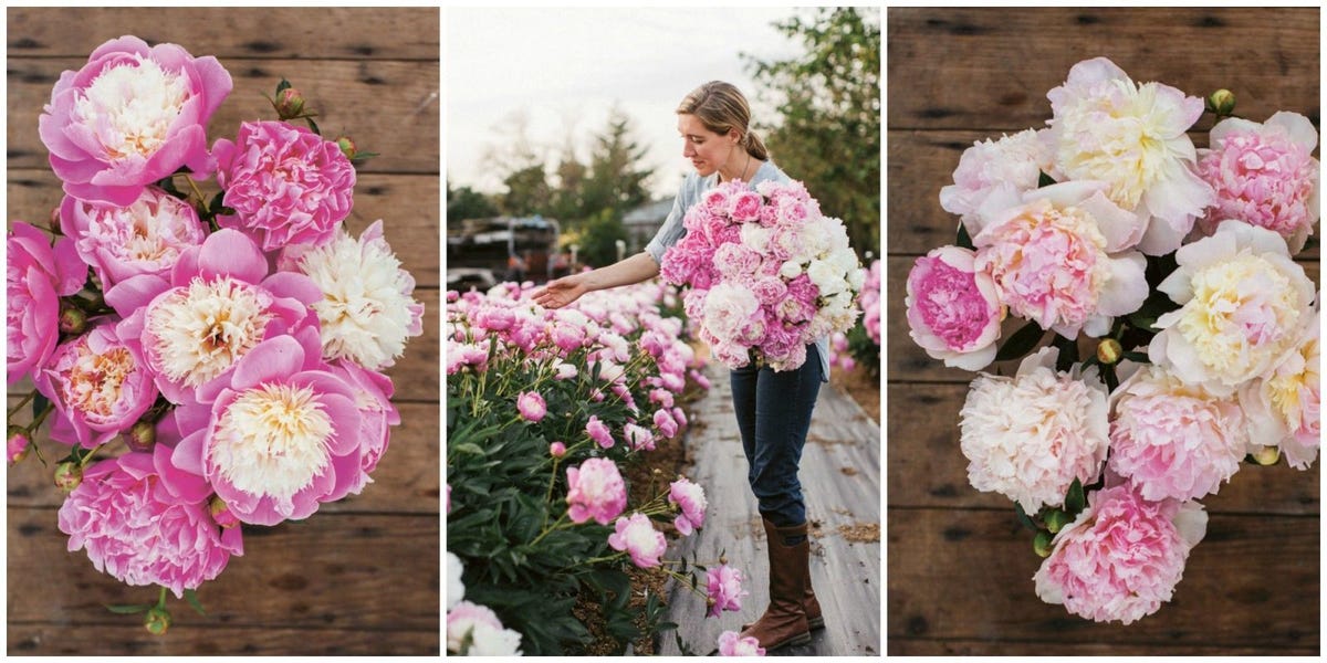 Пионы какие бывают фото Why Peonies Are the "Ultimate Queen of Spring" Flower - Cut Flower Grow Excerpt 