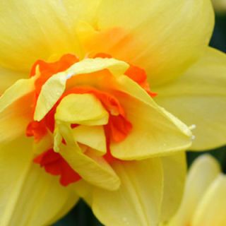 Flower, Flowering plant, Petal, Yellow, Plant, Close-up, Orange, Narcissus, Botany, Spring, 