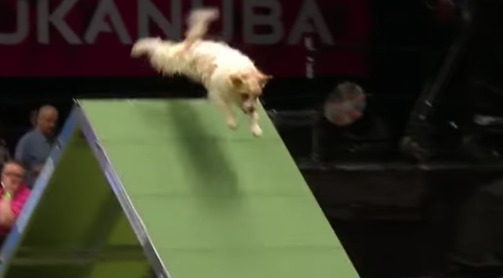 Dog sports, Dog agility, Conformation show, Dog breed, Animal sports, Canidae, Non-Sporting Group, Performance, 
