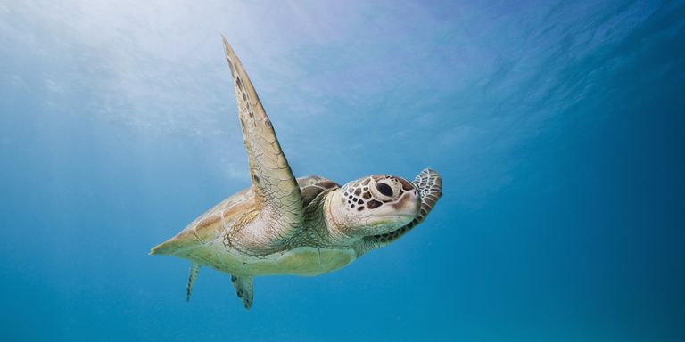 5 Reasons To Go To The Great Barrier Reef Now - Great Barrier Reef Vacation