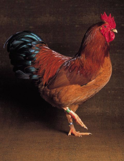Chicken Breed Pictures The Magnificent Chicken Coffee Table Book