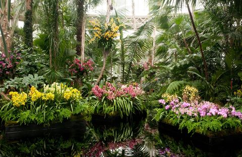 Interior of Orchid Show.