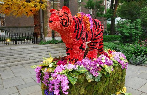 A Bengal Tiger made entirely of flowers.