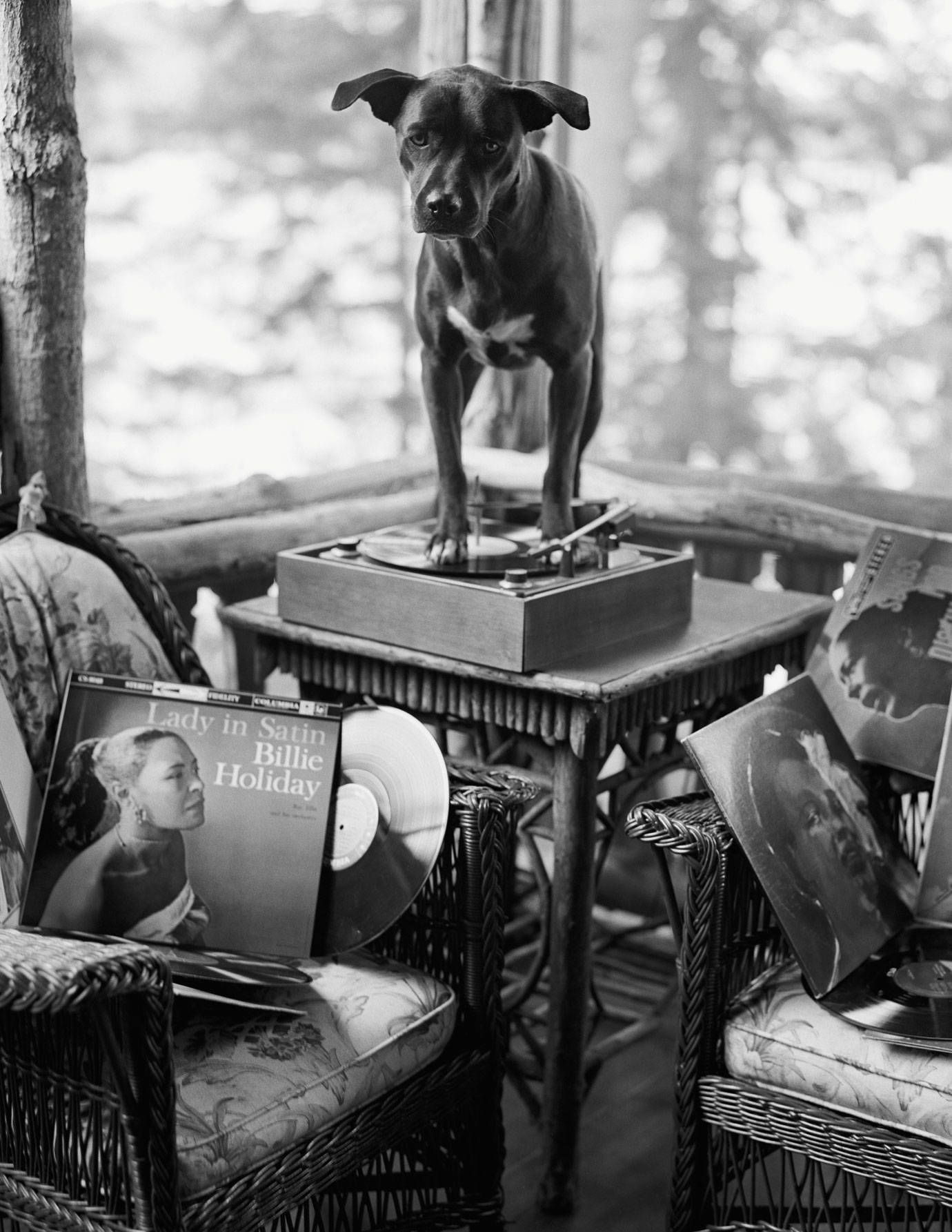 Photo of black dog standing on record player with Billie Holiday records scattered around