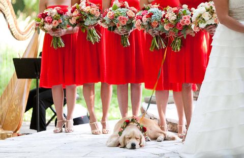 We love this dog's style: from the collar to the pre-wedding nap.