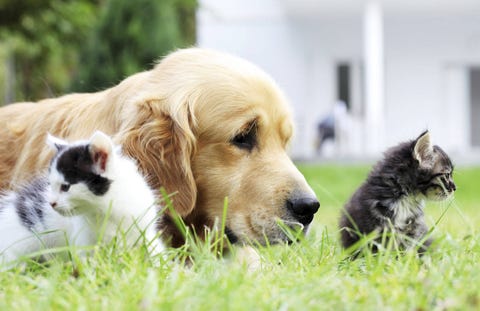 Best Pet Names Good Dog And Cat Image