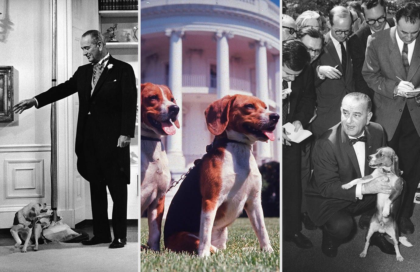 dogs dressed as presidents