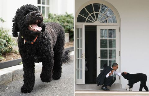 Left: Sunny walks outside the White House Press Room; President Barack Obama pets his Portuguese water dog Bo outside the Oval Office.