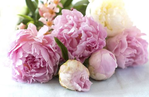 Petal, Flower, Pink, Cut flowers, Flower Arranging, Floral design, Floristry, Bouquet, Artificial flower, Rose family, 