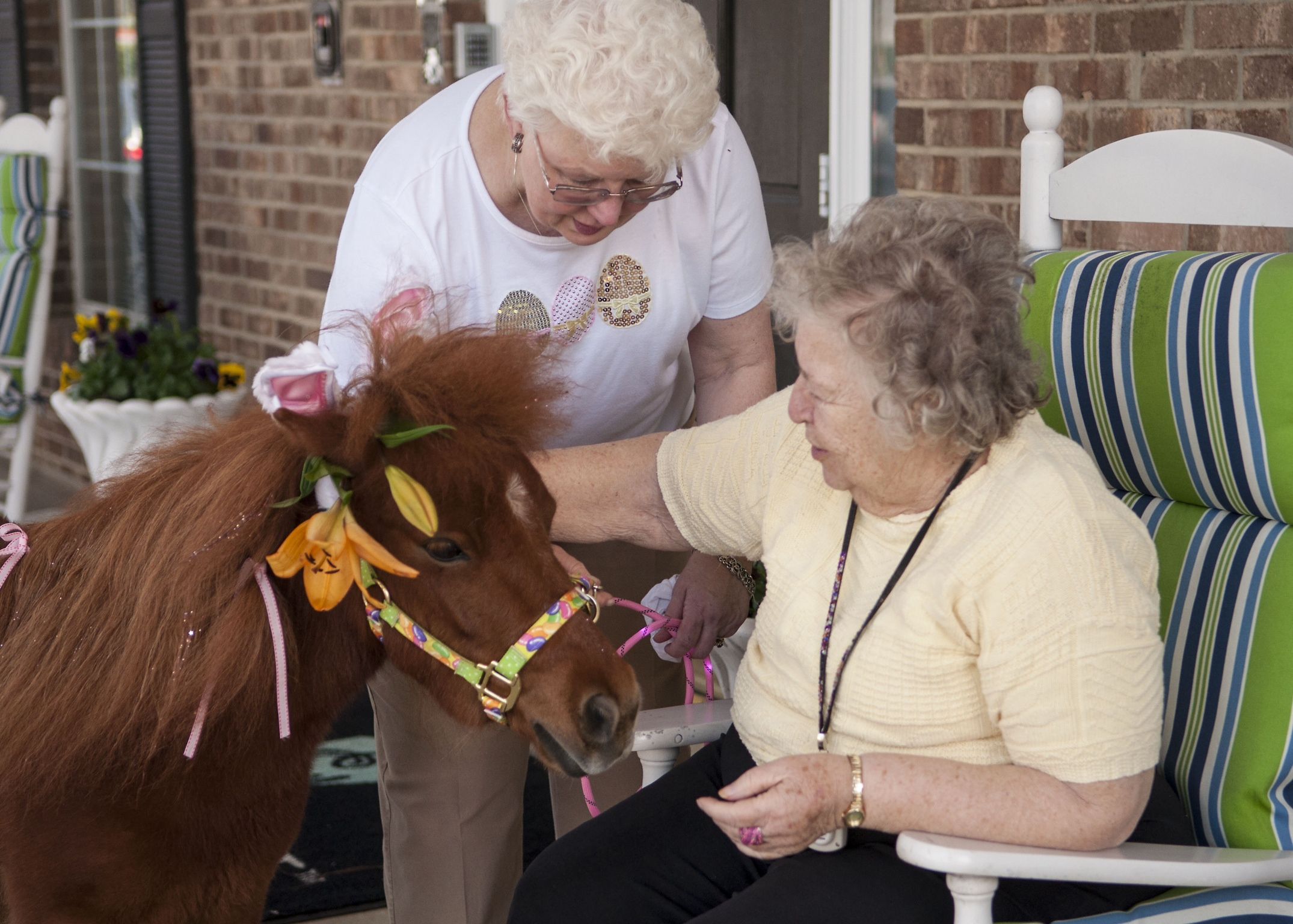 Everything You Need to Know About Mini Horses