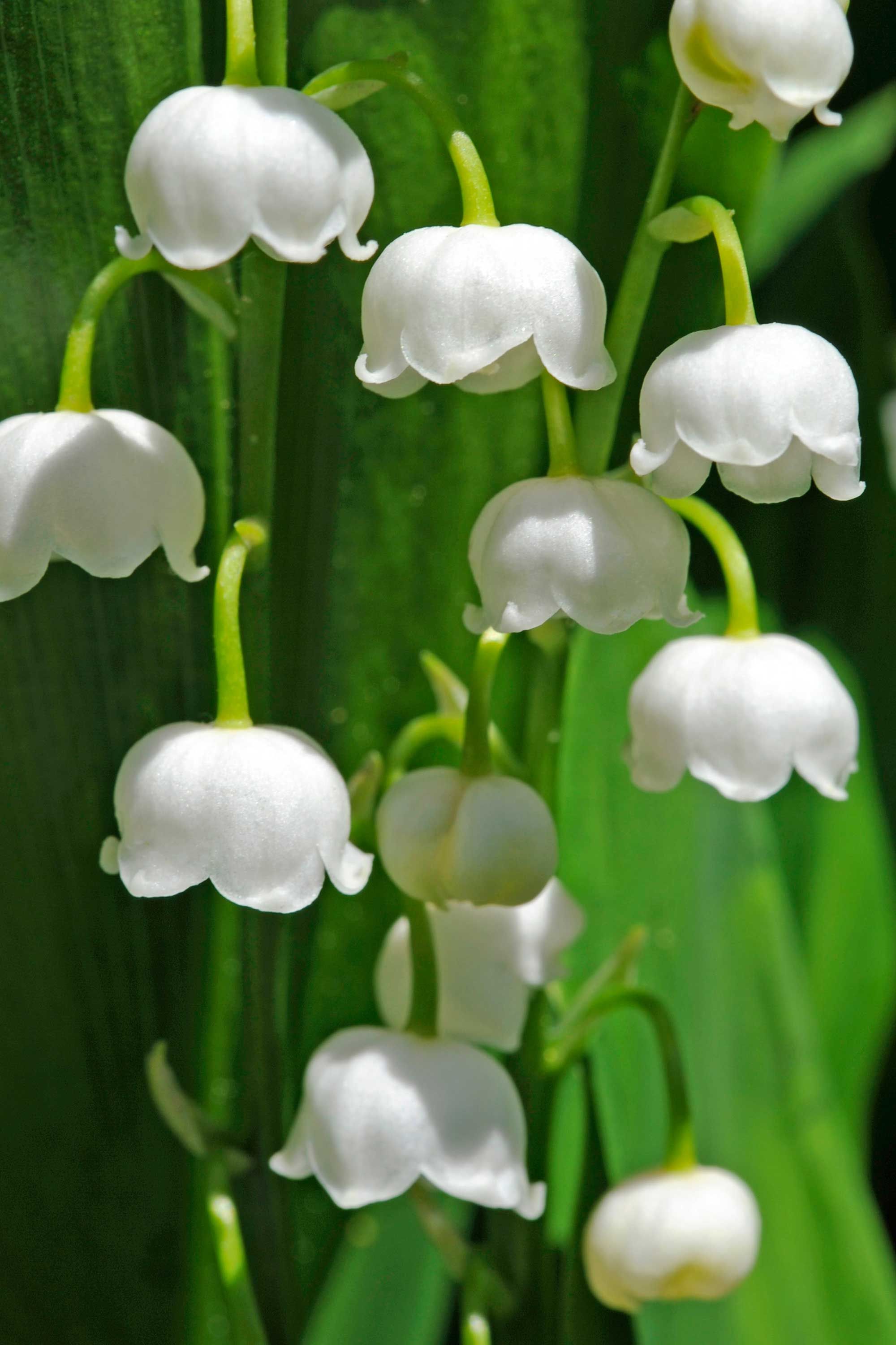 Legends and Facts About the Lily of the Valley - World of Flowering Plants