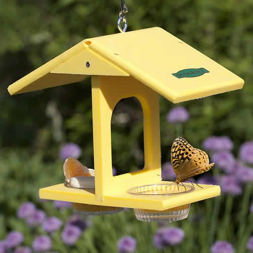 butterfly nectar feeding station