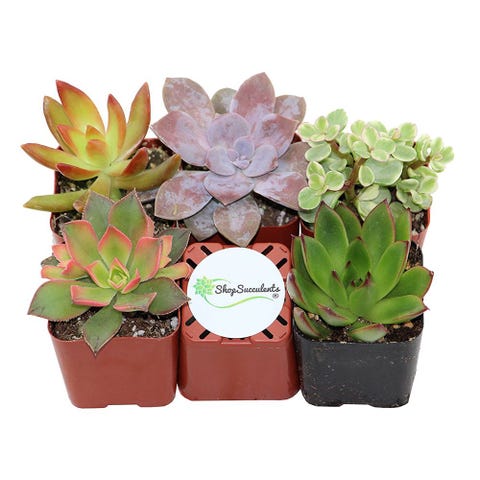 11 Best Indoor Plants For Your House To In 12 79