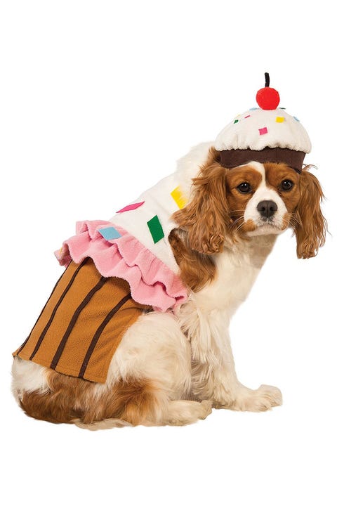 Funny Dog Outfits Uk